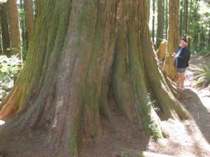 We also like to visit ancient trees
