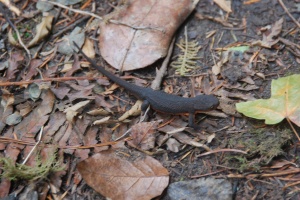 Rough skinned newt at Cypress Island in Washington State